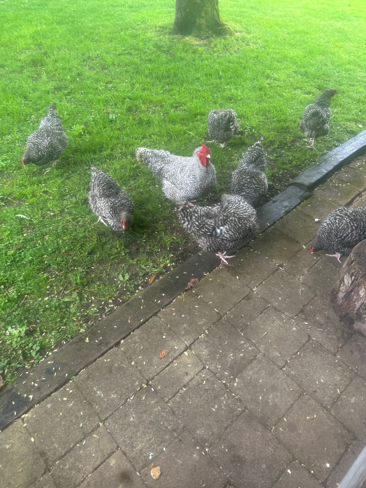 Izegemse koekoek ( eieren en kuikens), Dieren en Toebehoren, Meerdere dieren, Kip
