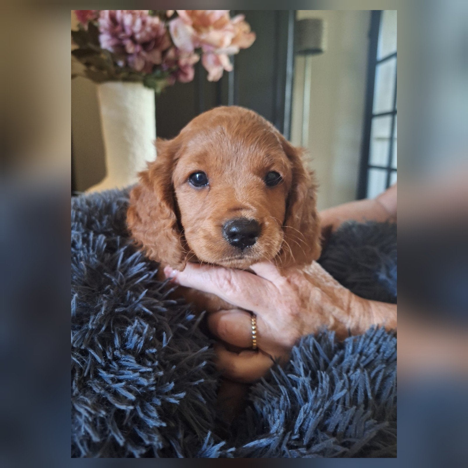 Prachtige Cavapoo pups, alles gereserveerd!!!, 8 tot 15 weken, Eén hond, Nederland, Particulier