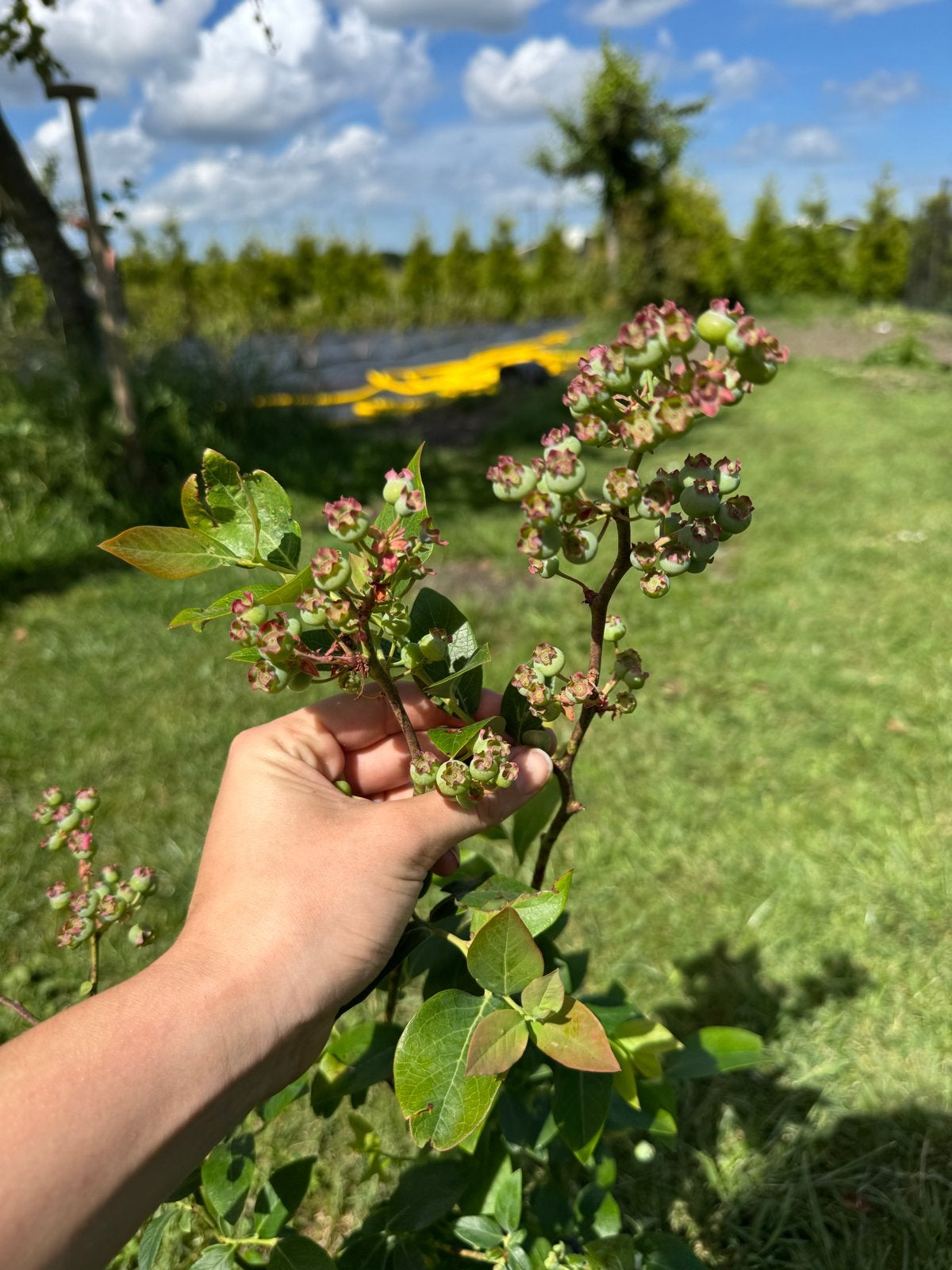 Blauwe bessen struiken (2 jaar oud vol bessen), Tuin en Terras, Volle zon, Vaste plant, Ophalen of Verzenden, Zomer