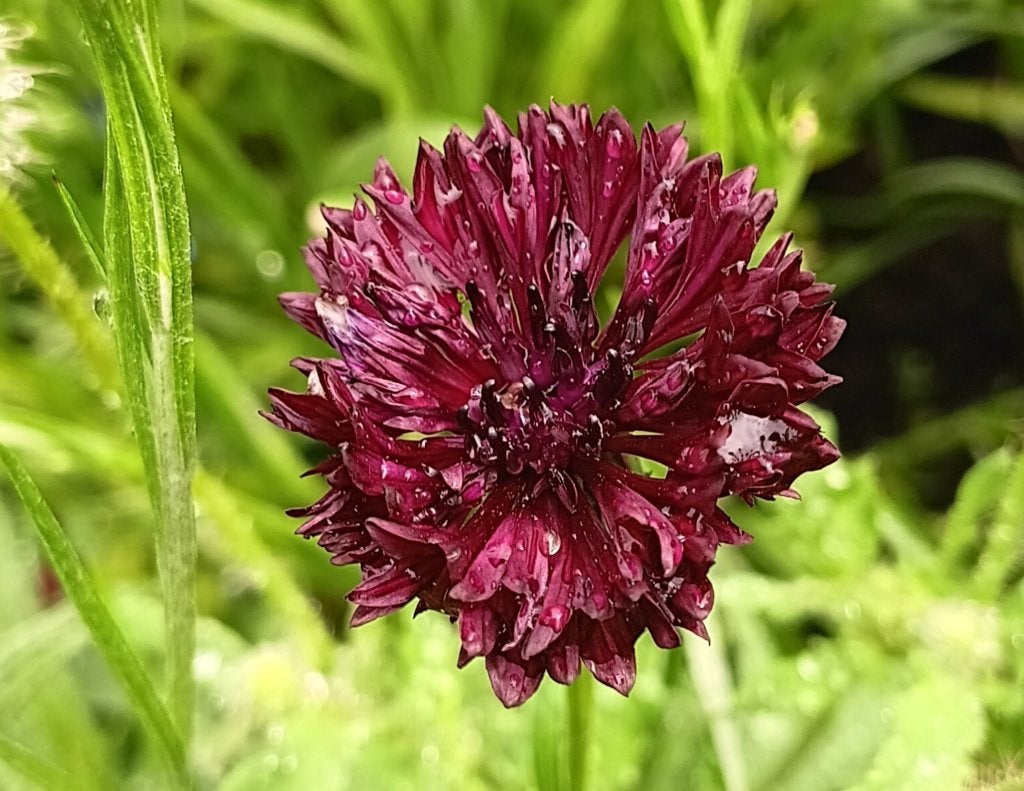 Donkerrode Korenbloem - Centaurea cyanus 'Black Ball', Tuin en Terras, Ophalen of Verzenden, Najaar, Volle zon, Zaad