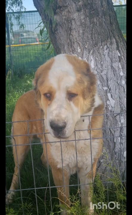 Lieve Senior Lord ter adoptie., Dieren en Toebehoren, Honden | Niet-rashonden, 6 jaar of ouder, Rabiës (hondsdolheid), Reu, Groot
