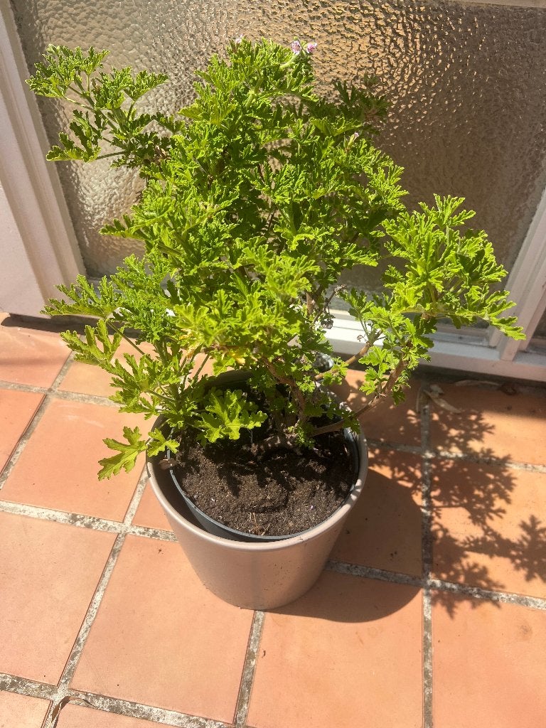 citroen geranium, Tuin en Terras, Planten | Tuinplanten, Ophalen, Bodembedekkers, Volle zon, Vaste plant