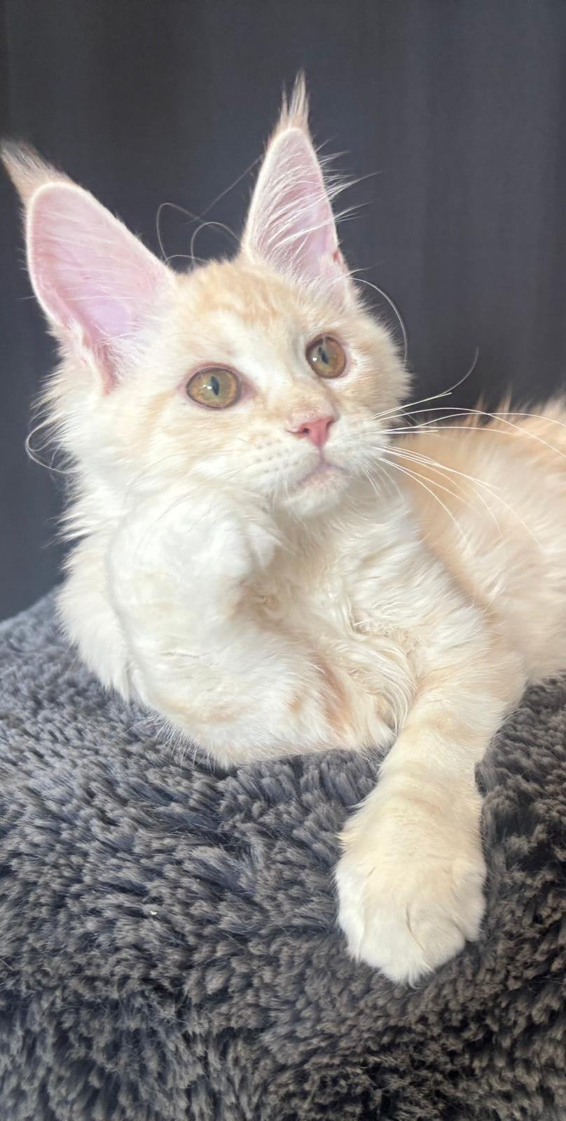 XXL Maine Coon Kittens beschikbaar €1450 met stamboom, Meerdere dieren, Met stamboom