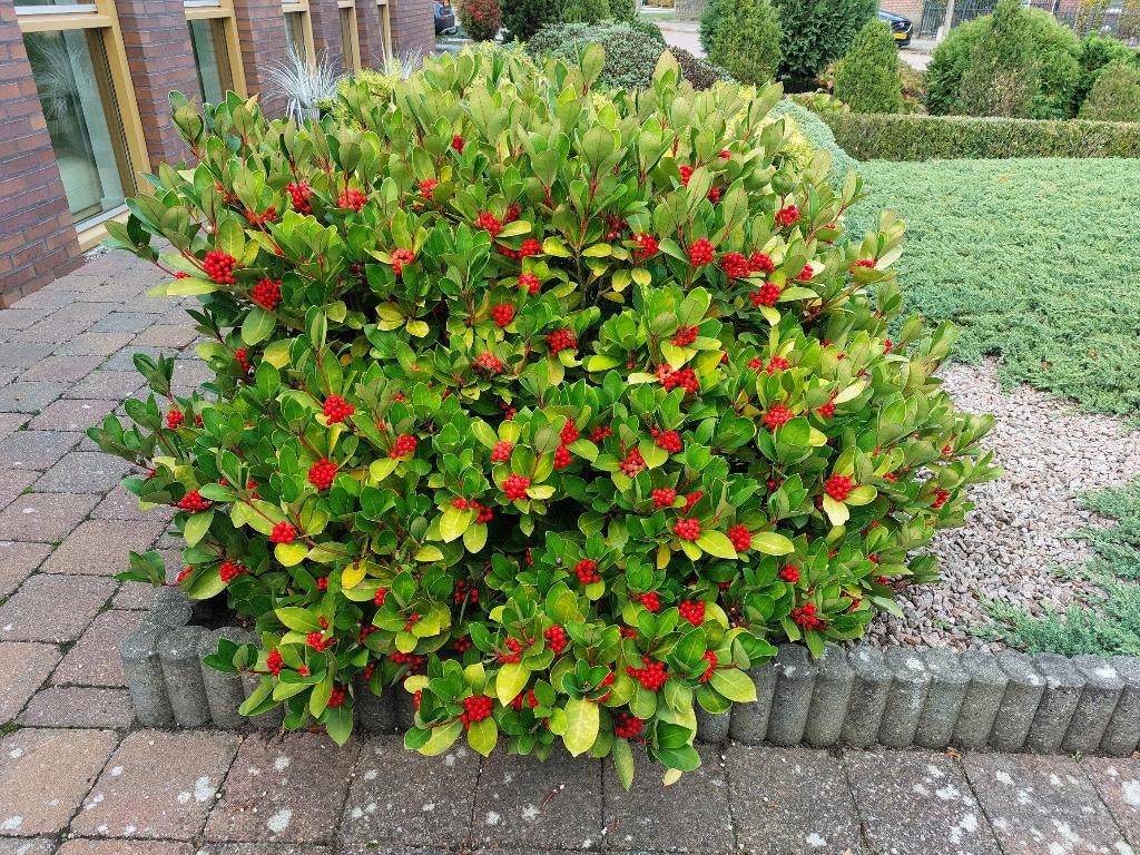 Grote mooie Skimmia Japonica ca 150 cm diameter, Vaste plant, Halfschaduw, Lente, Ophalen