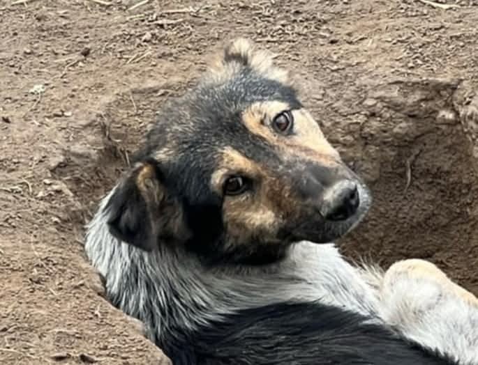 knappe, lieve pavly ter adoptie!, Dieren en Toebehoren, Honden | Niet-rashonden, Particulier, Reu, Buitenland, Eén hond