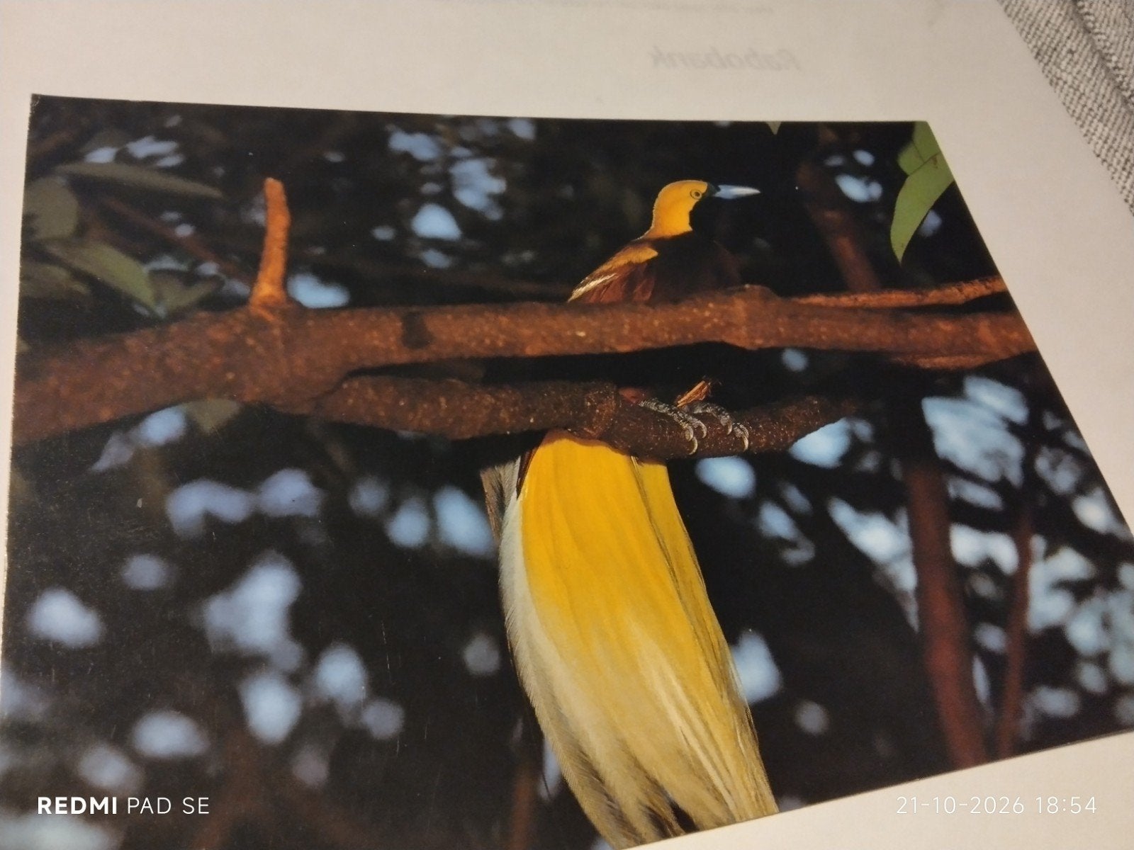 Paradijsvogel briefkaart - Ongelopen - 1994, Verzamelen, Ophalen of Verzenden, 1980 tot heden, Ongelopen, Vogel
