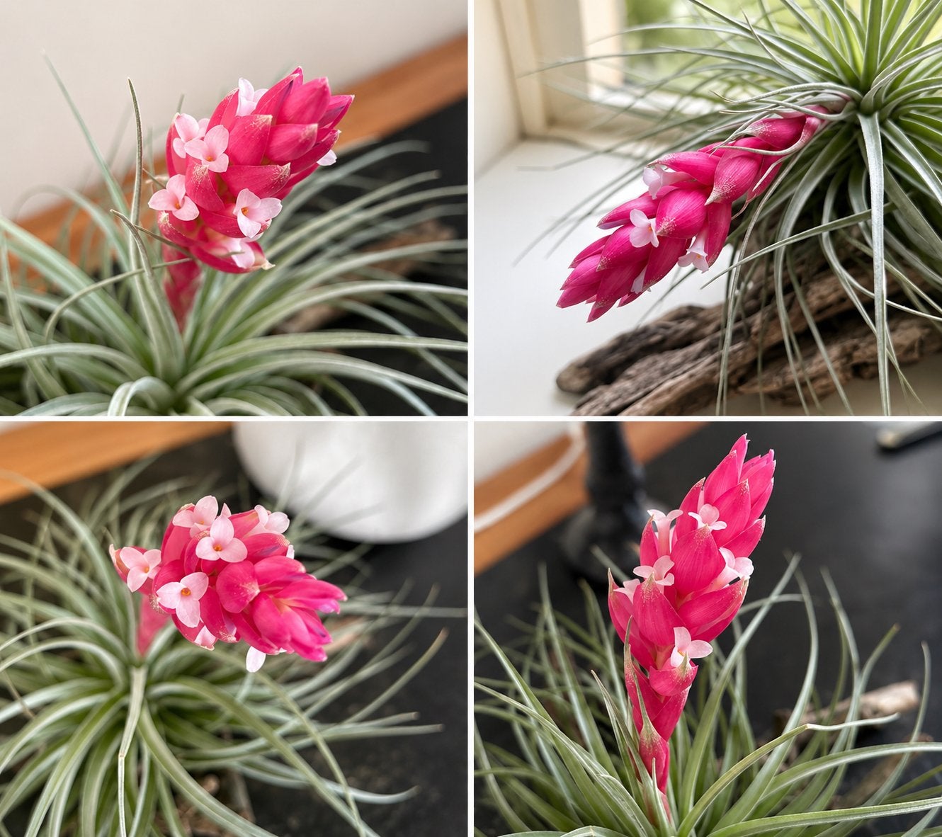 Tillandsia Houston XXL + Kokedama, Ophalen of Verzenden, Halfschaduw, Minder dan 100 cm