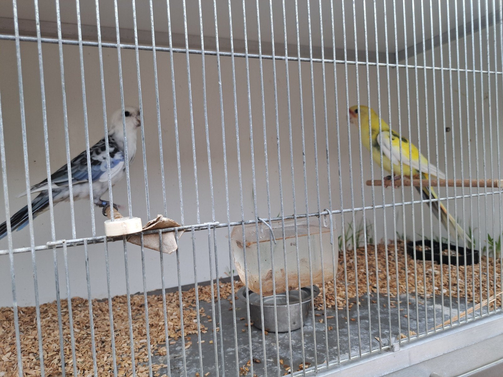 mooi koppel pennanten, Meerdere dieren, Parkiet
