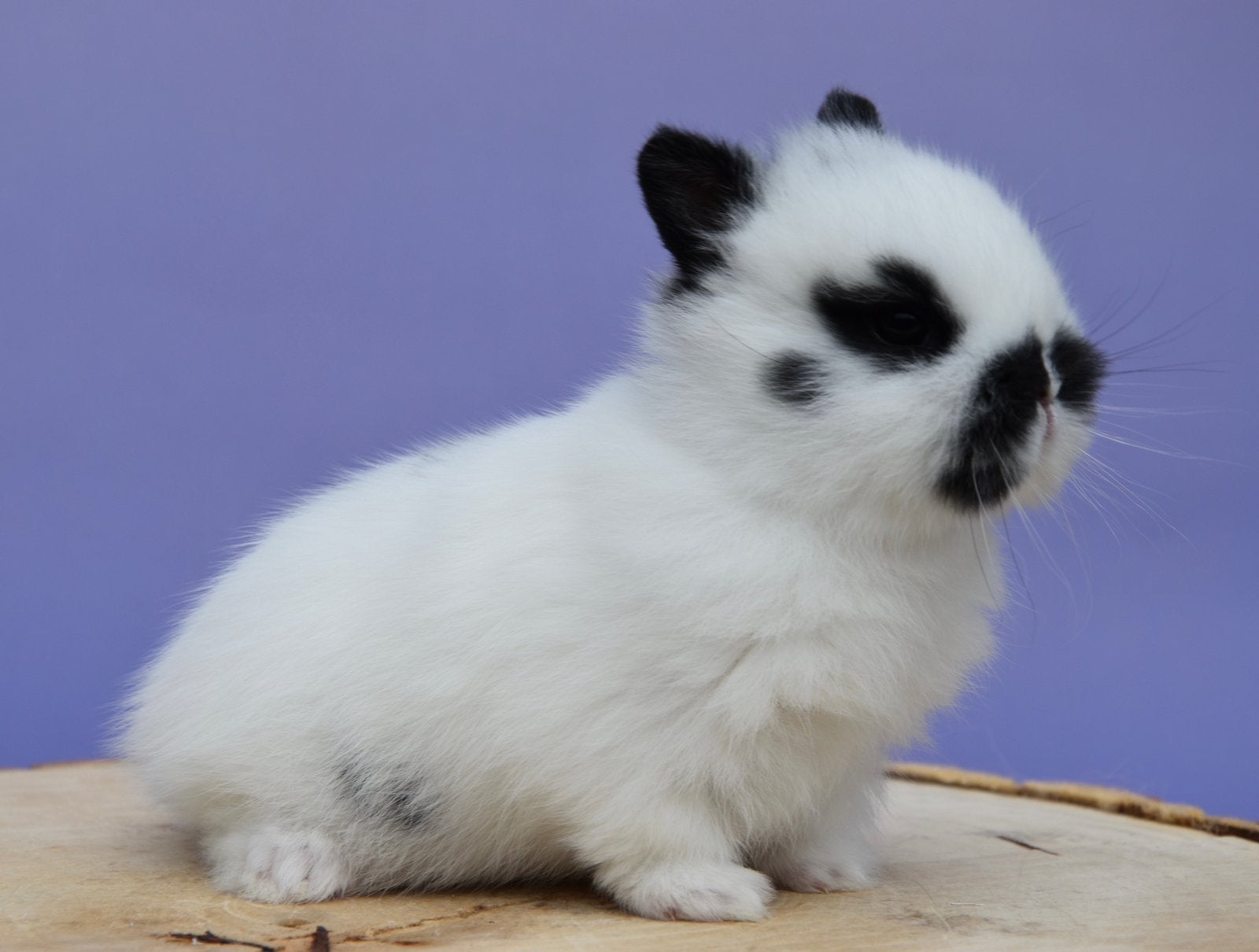 Zeer knappe en lieve kleurdwerg ram, Mannelijk, Dwerg, 0 tot 2 jaar