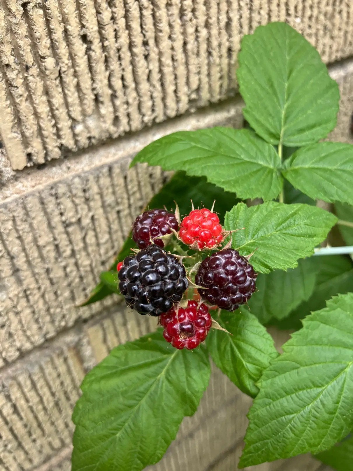 Zwarte Framboos Stekken (Megan, Black Jewel & Heban), Tuin en Terras, Ophalen, Volle zon, Vaste plant, Zomer