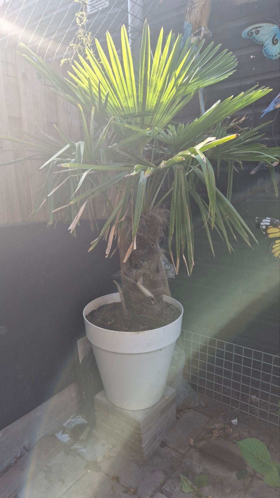 Trachycarpus Fortunei - Winterharde Palmboom, Overige soorten, Volle zon, Vaste plant, Ophalen of Verzenden