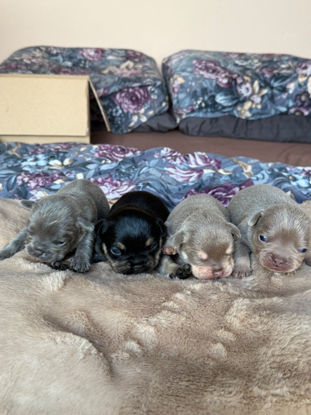 franse bulldog pups, Dieren en Toebehoren, 8 tot 15 weken, Bulldog, Meerdere, Meerdere dieren