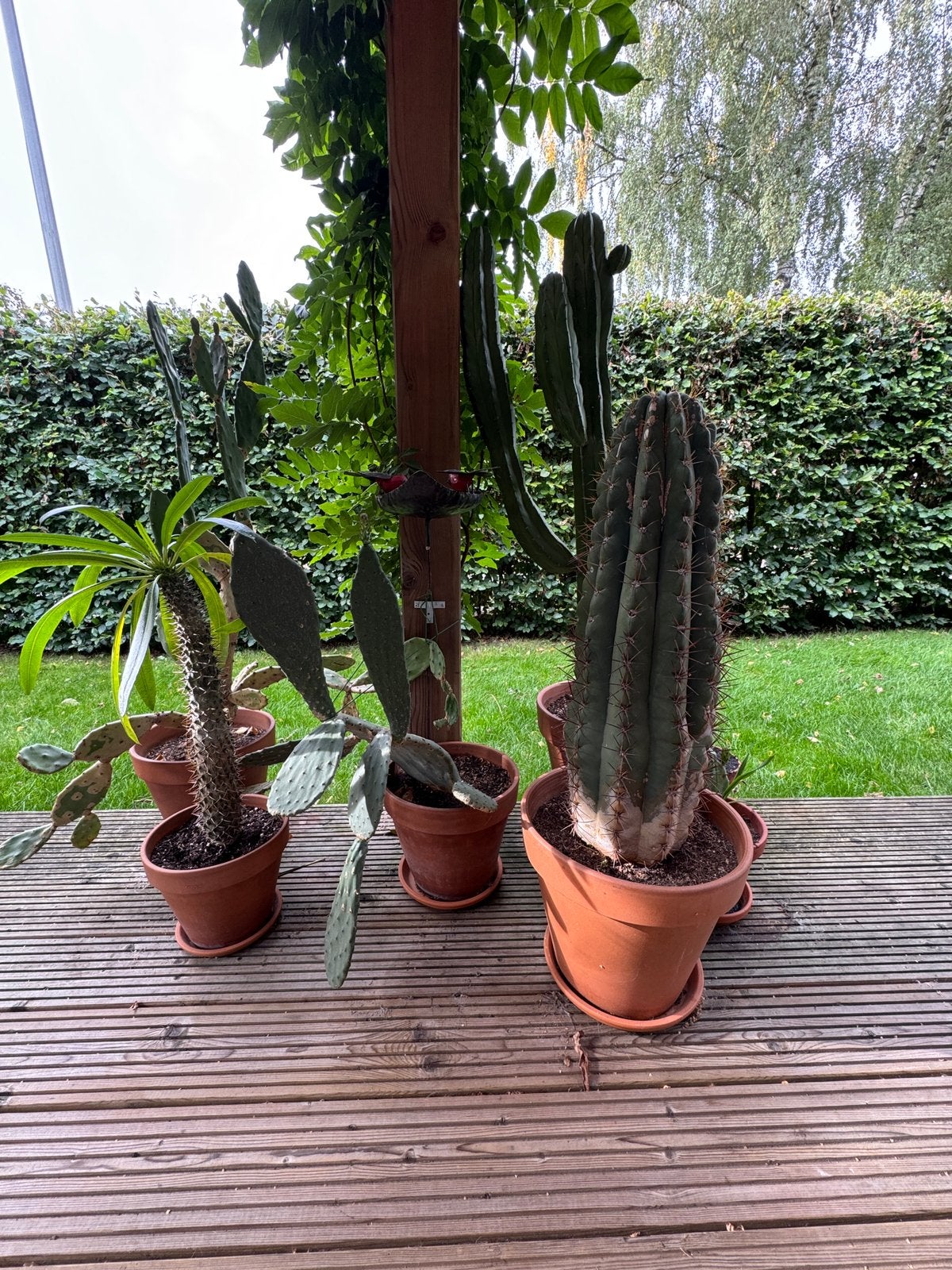 Cactussen, Huis en Inrichting, Ophalen