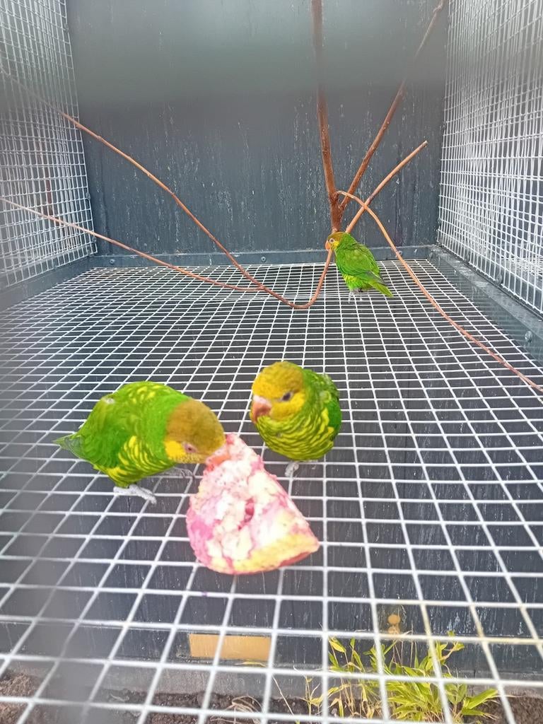 Meyer lori, Mannelijk, Parkiet