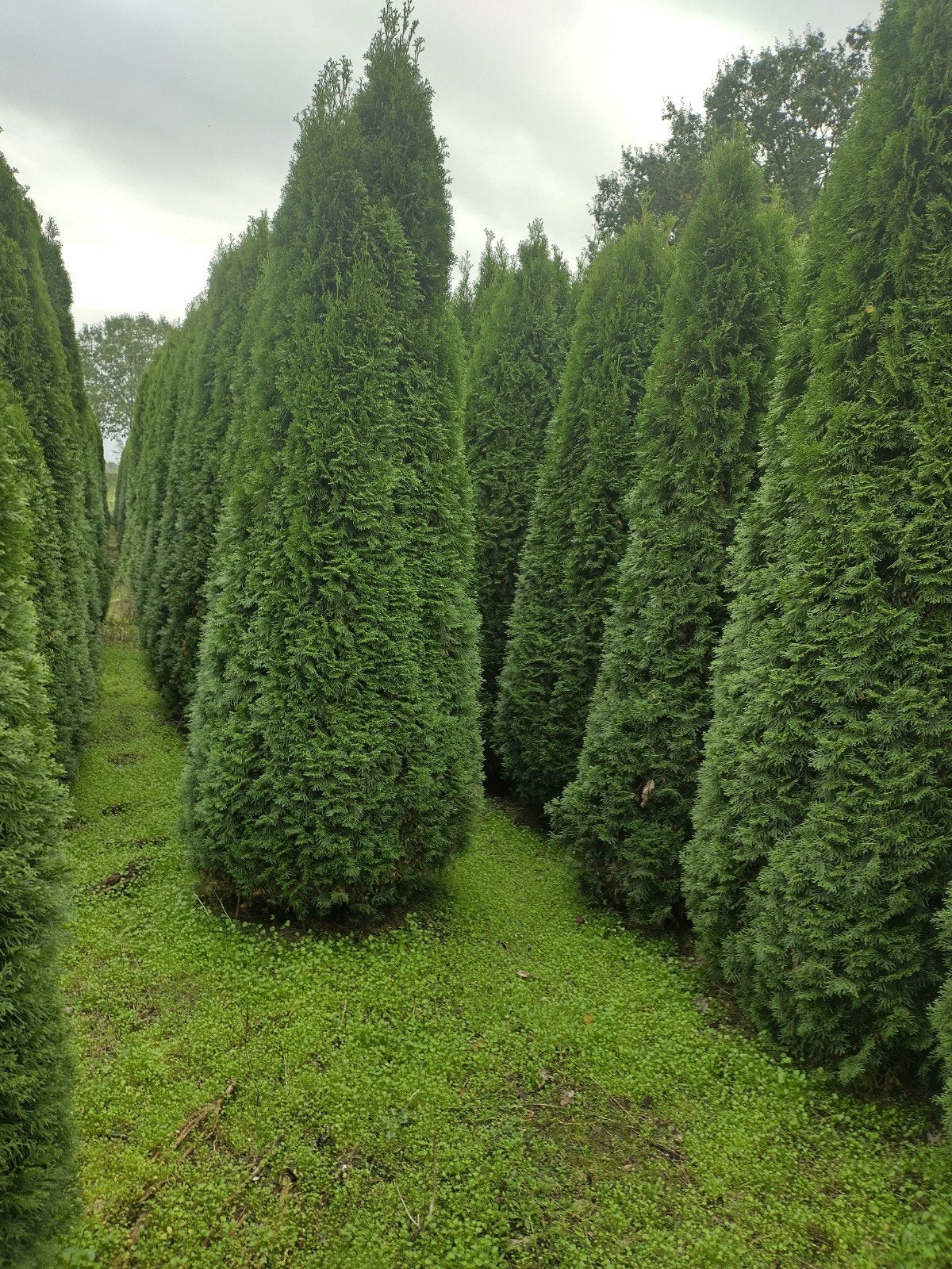 Thuja occidentalis Smaragd 350-400cm, Volle zon, Bloeit niet, Ophalen of Verzenden, 250 tot 400 cm