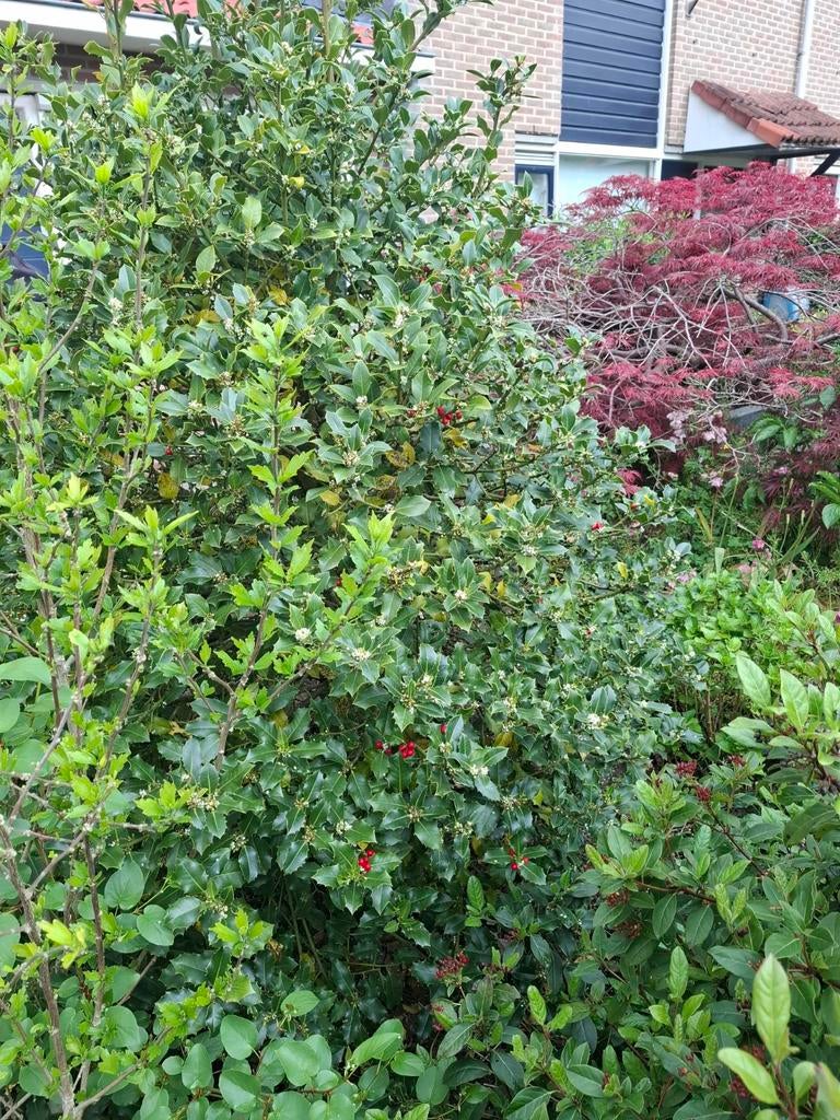 Grote Hulst gratis af te halen en zelf uit te graven, Tuin en Terras, Ophalen