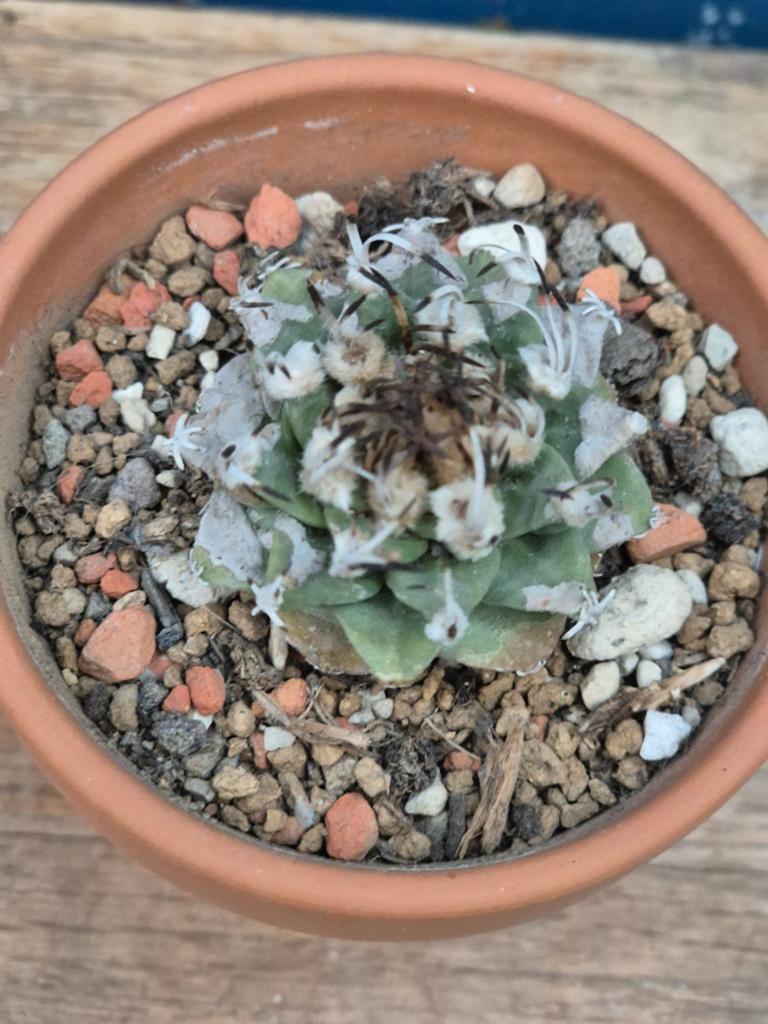 Cactus Turbinicarpus Alonsoi p7