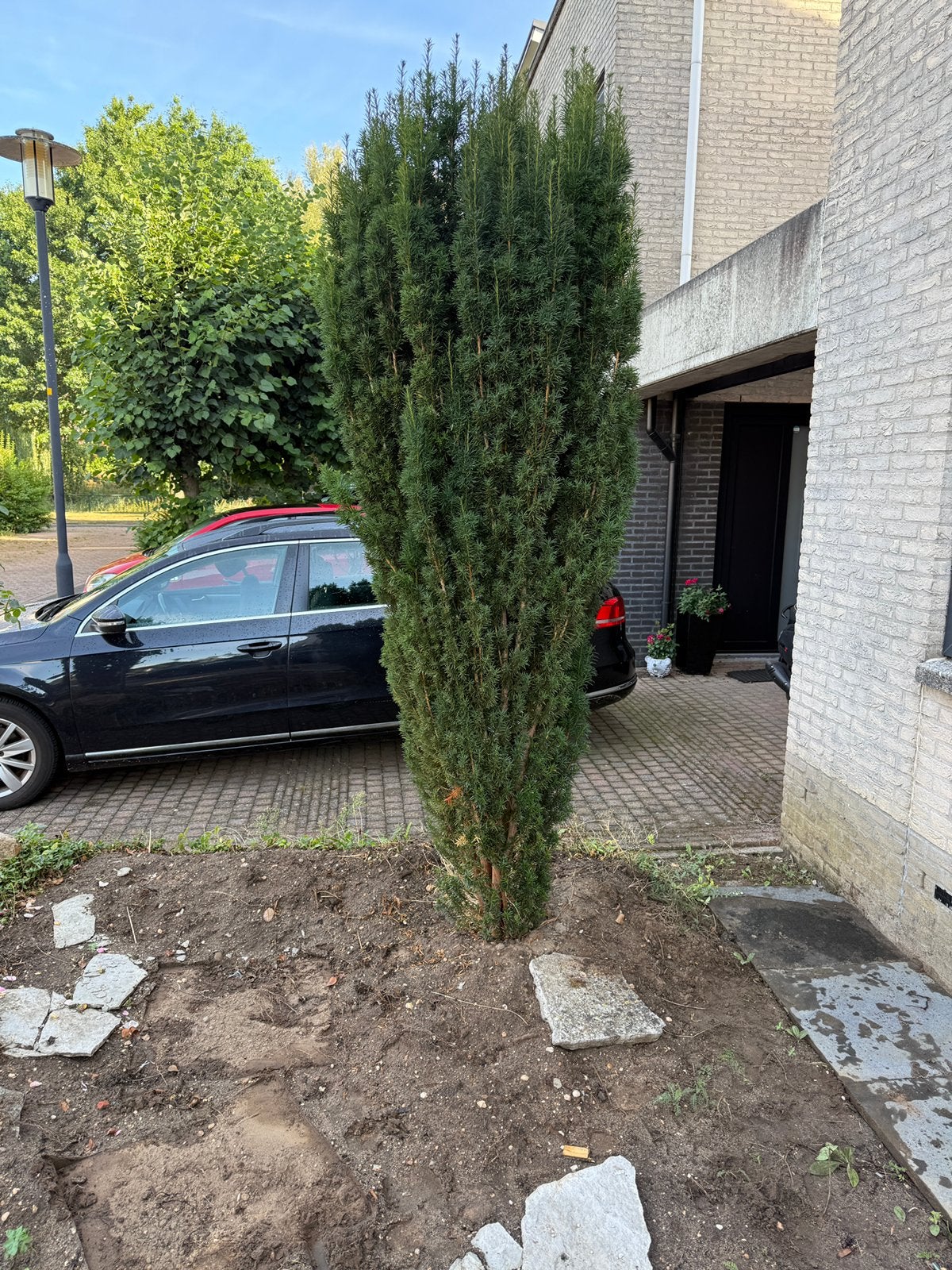 Taxus, Tuin en Terras, Planten | Bomen, Ophalen, Bloeit niet, Halfschaduw, Overige soorten