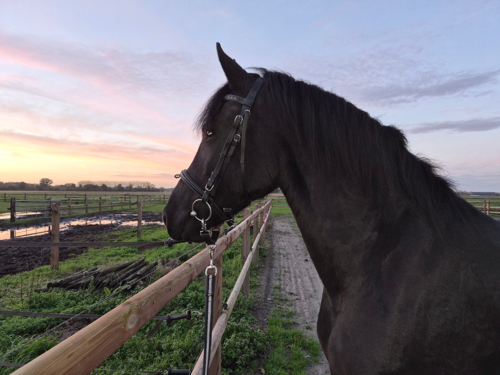 prachtige 3.5 jarige  Friese Merrie, Dieren en Toebehoren, Merrie, Met stamboom, Dressuurpaard, 3 tot 6 jaar