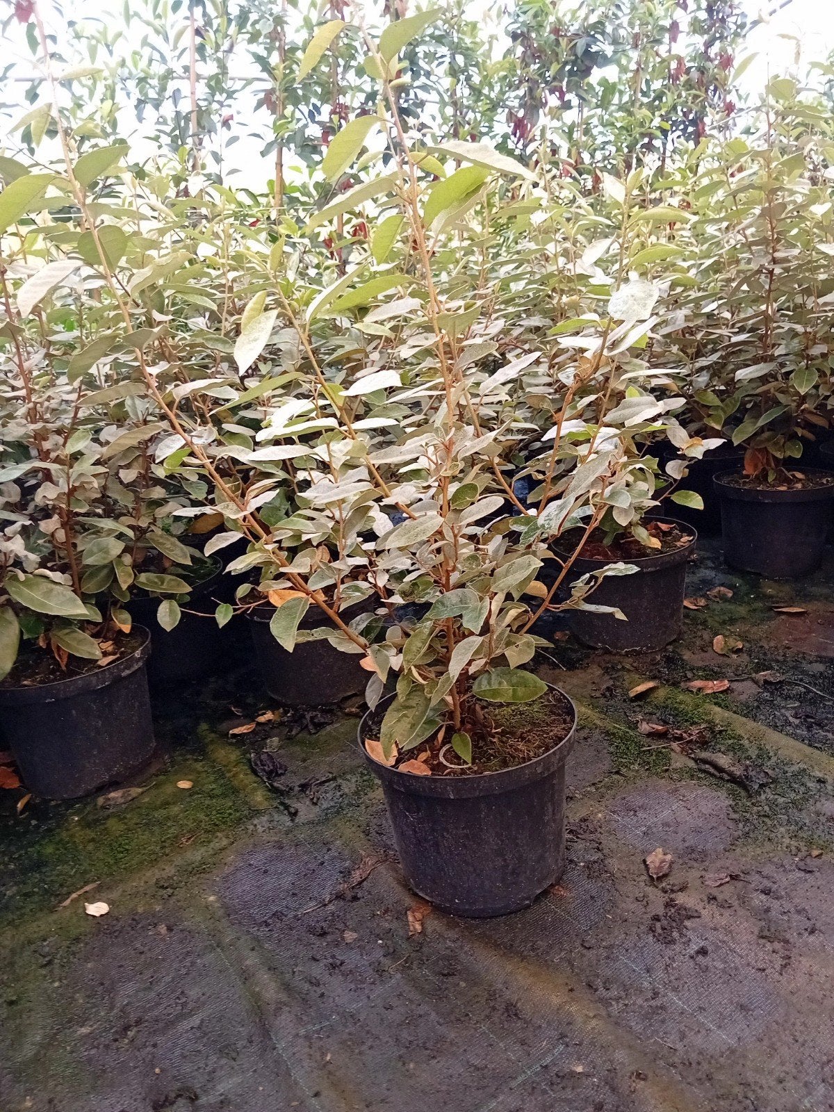 Elaeagnus ebbingei (olijfwilg) 50-70 cm in pot, Ophalen of Verzenden, Overige soorten, 100 tot 250 cm