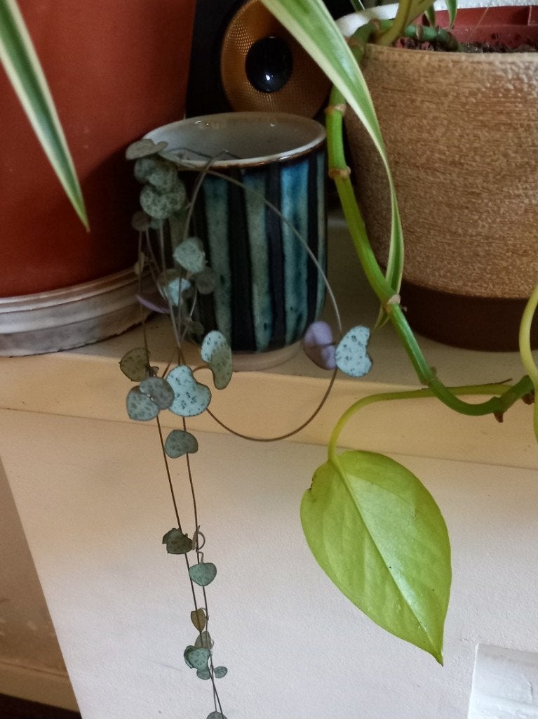 gratis verzenden vintage bloempot &plant Chinees lantaarntje, Rond, Binnen, Ophalen of Verzenden, Zo goed als nieuw
