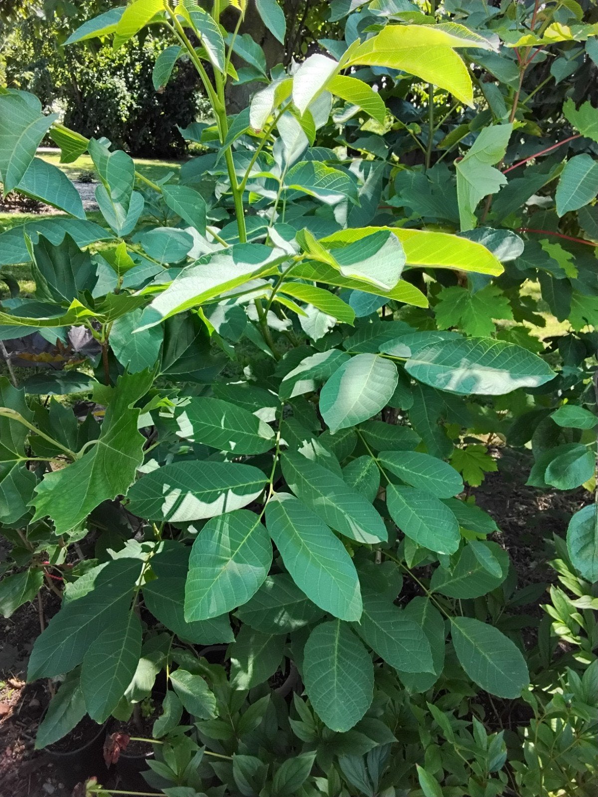 Diverse Boompjes in Pot, Tuin en Terras, Overige soorten, Minder dan 100 cm, Zomer, Ophalen