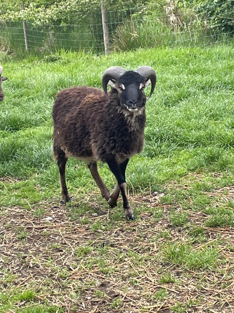 Soay ram 1 jaar oud, Dieren en Toebehoren, Schapen, Geiten en Varkens, Mannelijk, Schaap