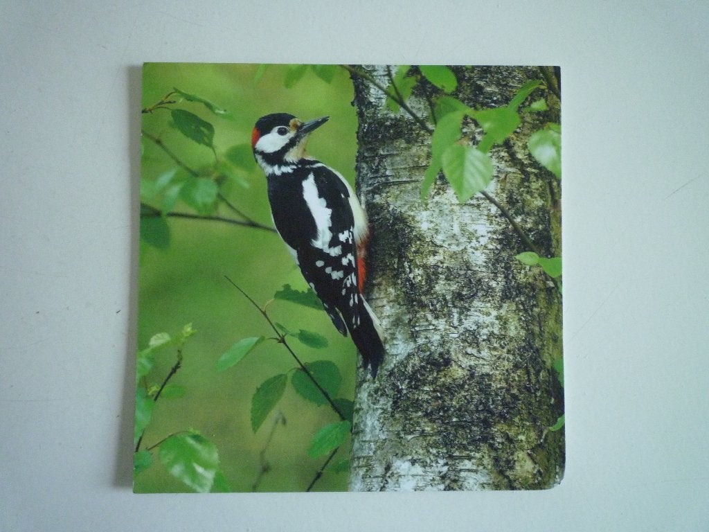 Grote kaart grote bonte specht vogels, Ophalen of Verzenden, Voor 1920, Vogel