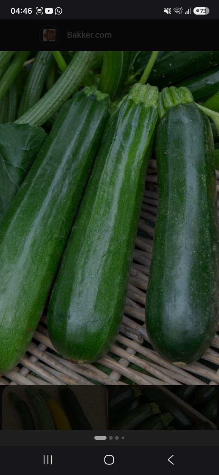 Biologische courgettes, Ophalen of Verzenden