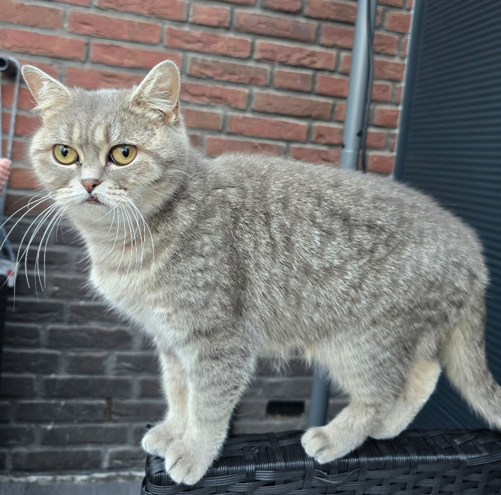 Prachtige Brits Korthaar poes – Grey Tabby, Dieren en Toebehoren, Poes, Kortharig, 3 tot 5 jaar