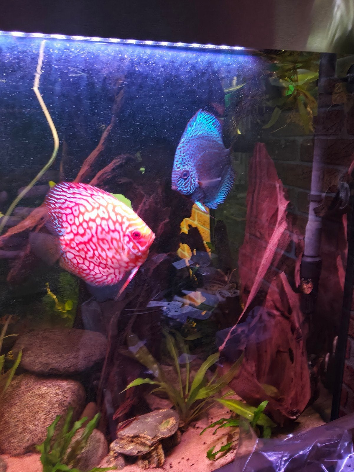discus vissen 2 prachtige mooie discus vissen, Vis, Zoetwatervis