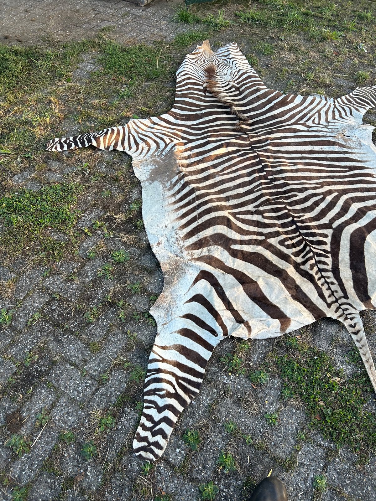 Prachtige Zebra Huid - Unieke Decoratie, Ophalen, Gebruikt