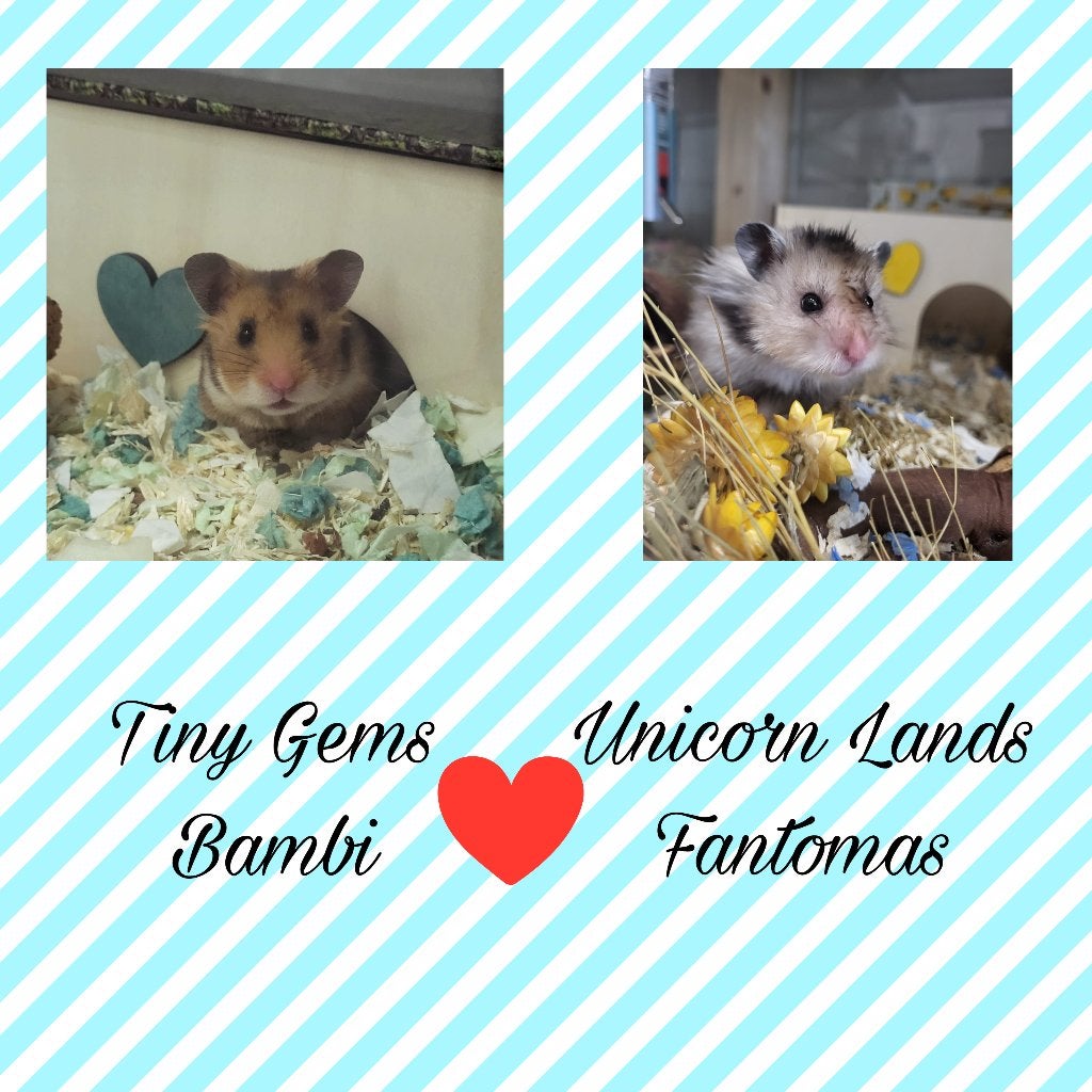 Jonge goudhamsters geboren  op 15.09 in de Hamstery!, Dieren en Toebehoren, Hamster, Meerdere dieren, Tam, September
