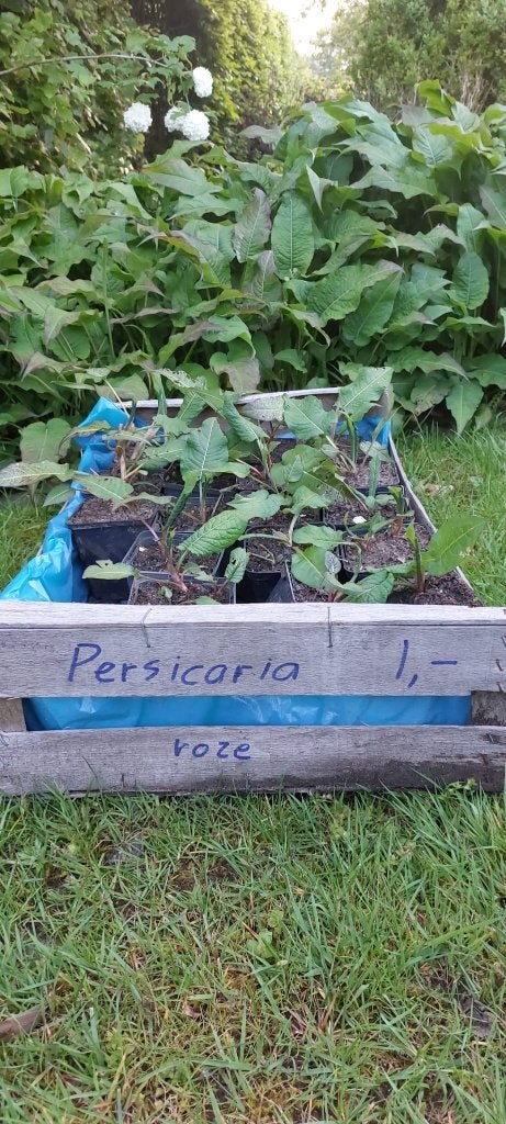 Persicaria - lichtroze, Tuin en Terras, Planten | Tuinplanten, Volle zon, Vaste plant, Zomer, Ophalen