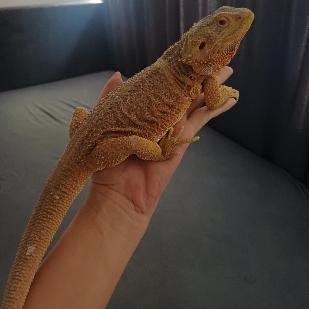 Baardagaam vrouw– niet bedoeld voor de kweek Bearded Dragon photo 3