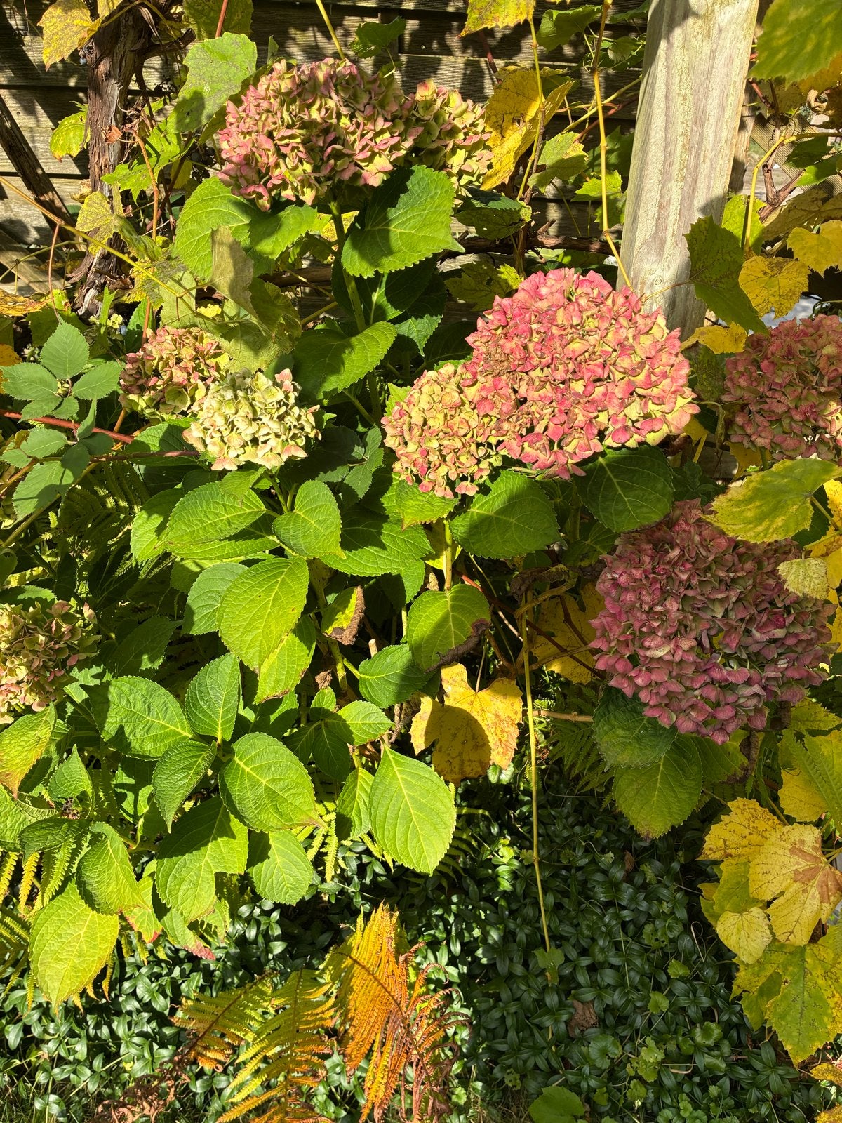 Witte en roze hortensia’s te koop, Vaste plant, Halfschaduw, Zomer, Ophalen