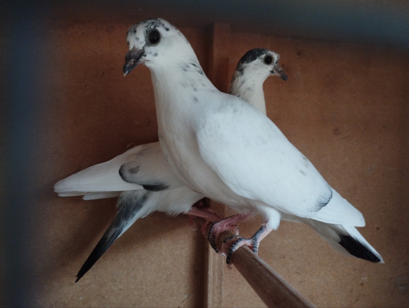 Wener hoogvlieger., Meerdere dieren, Overige soorten
