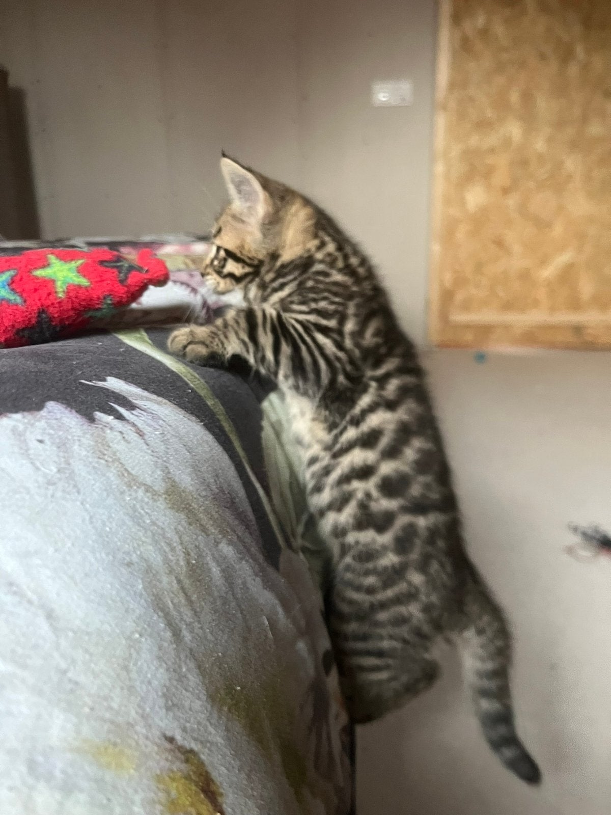 Bengaal kater kitten mag verhuizen, Dieren en Toebehoren, Kater, Ontwormd, 0 tot 2 jaar