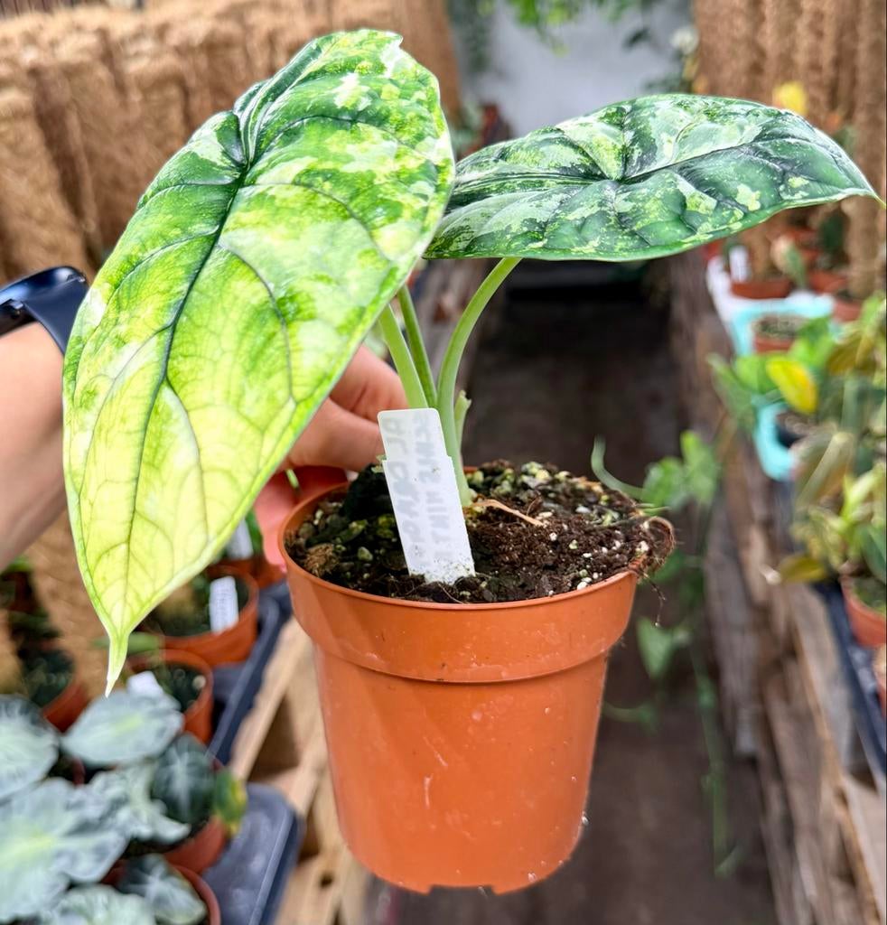 Alocasia Dragon Scale Mint Albo p12, Huis en Inrichting, Kamerplanten, Ophalen of Verzenden