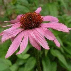 Echinacea purpurea 'Purple' te koop, Ophalen, Vaste plant, Volle zon