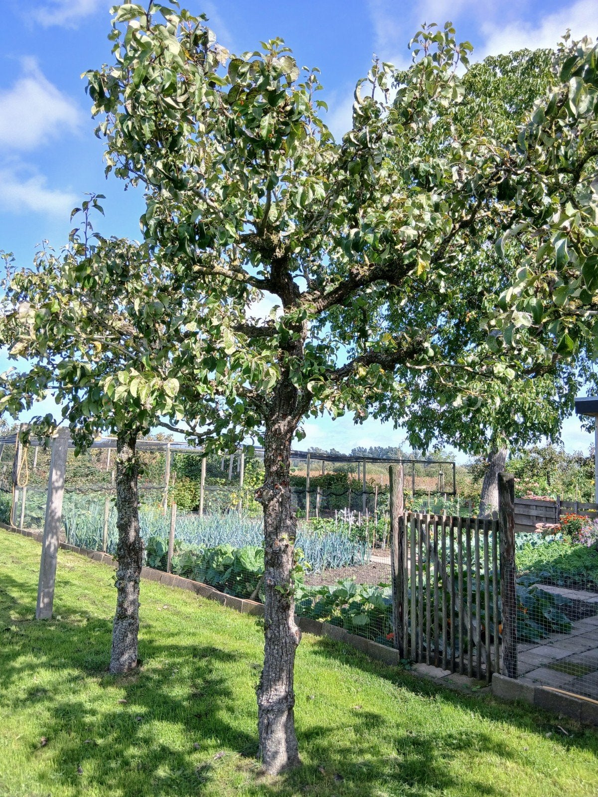 7 conference perenbomen, Ophalen, Lente, Volle zon, Perenboom