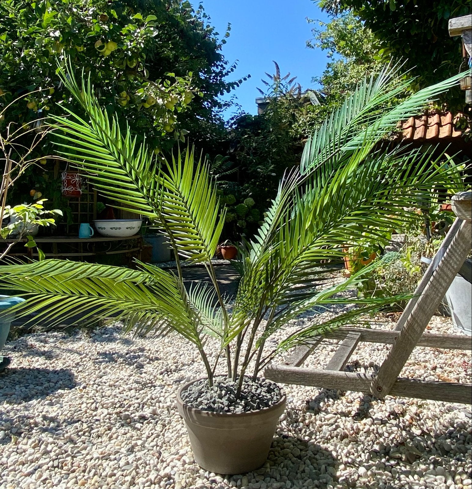 Mooie  Kunstpalm - ultiem vakantie gevoel…105 cm hoog, Binnen, Kunstplant, Ophalen of Verzenden, Kunststof