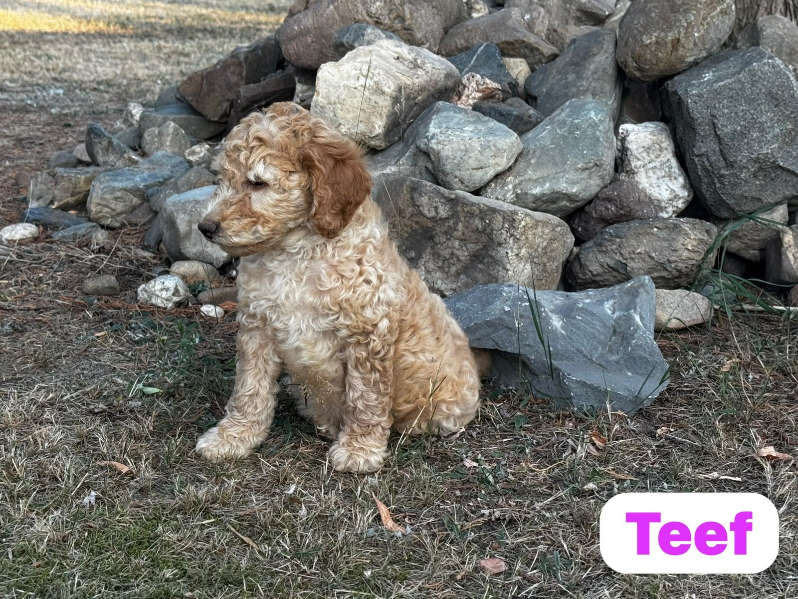 Australian Labradoodles, Parvo, 8 tot 15 weken, Meerdere, Meerdere dieren