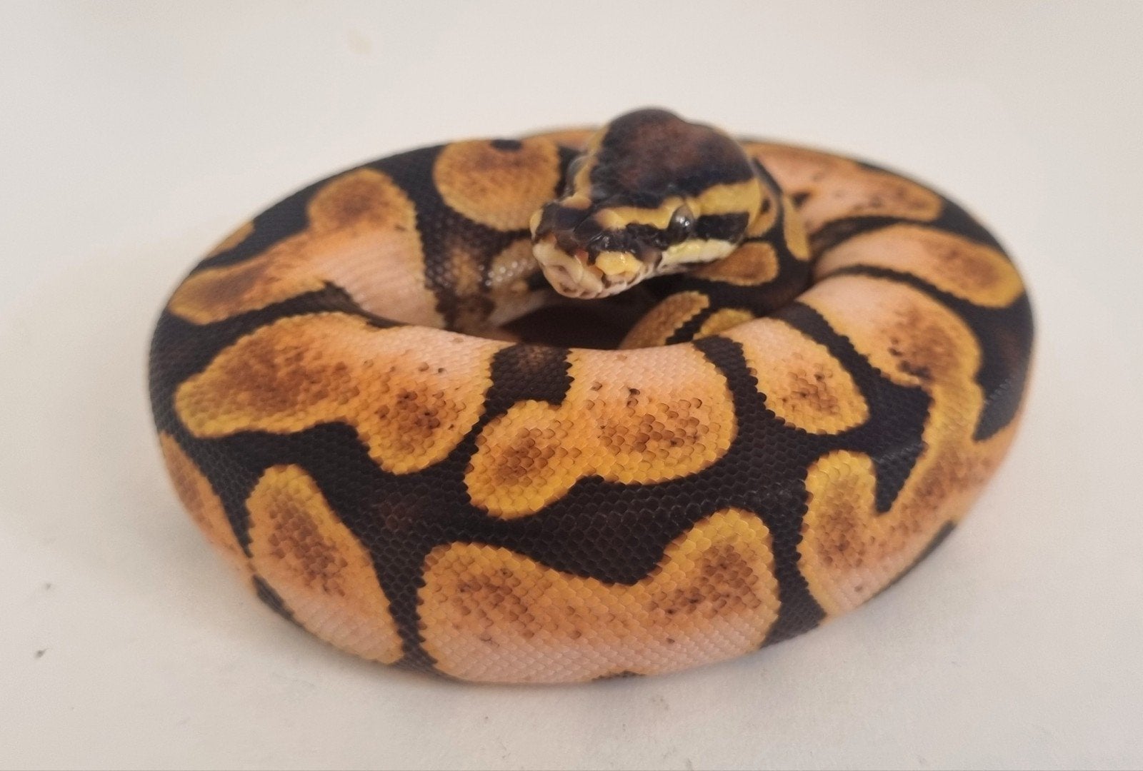 0.1 enchi calico special (od) 66% het clown koningspython Ball Python - female for sale from Rocking Reptiles