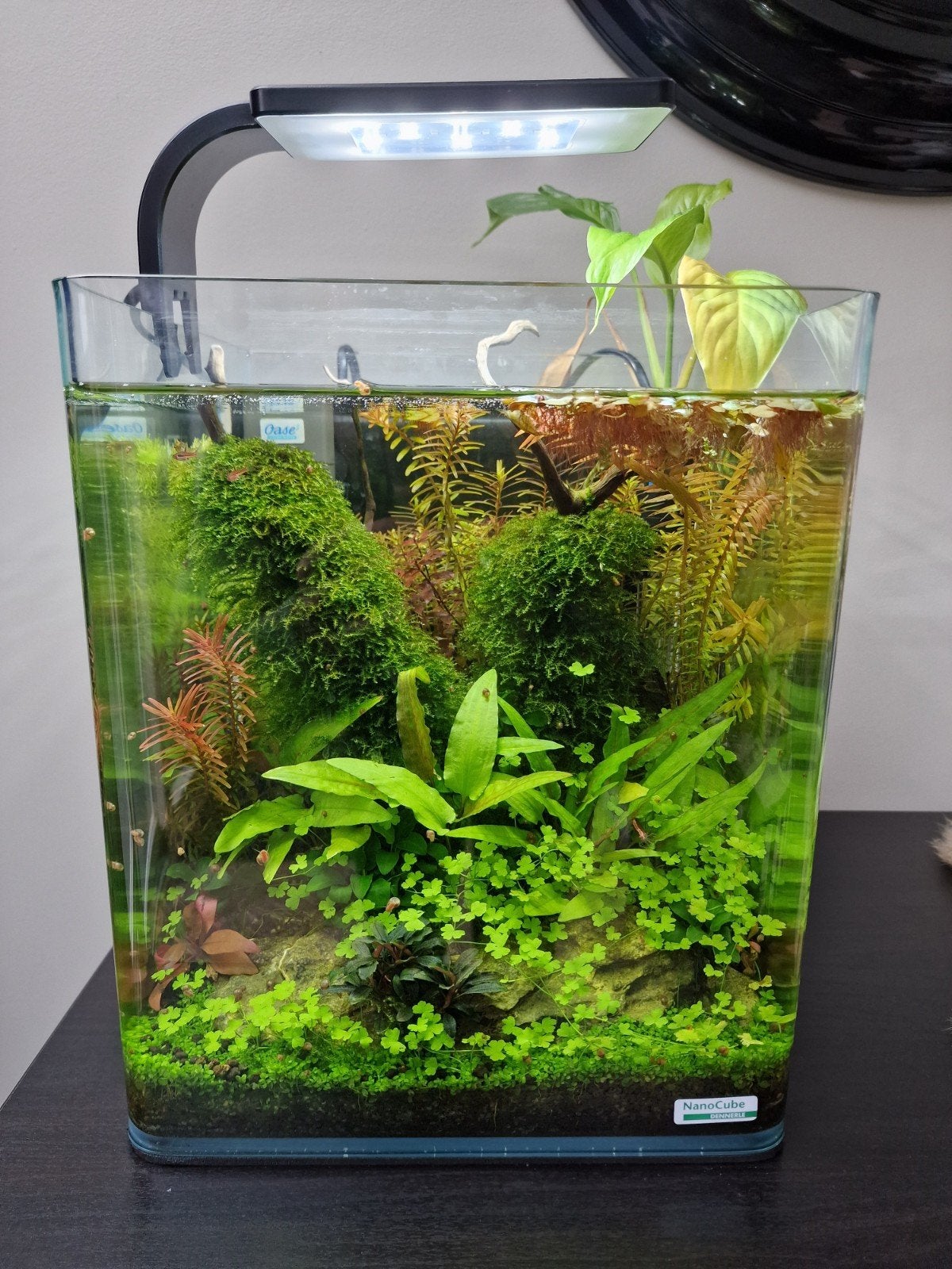 Dennerle Nano Cube 30l compleet - oase filter - led lamp, Ophalen, Gebruikt, Leeg aquarium, Dennerle