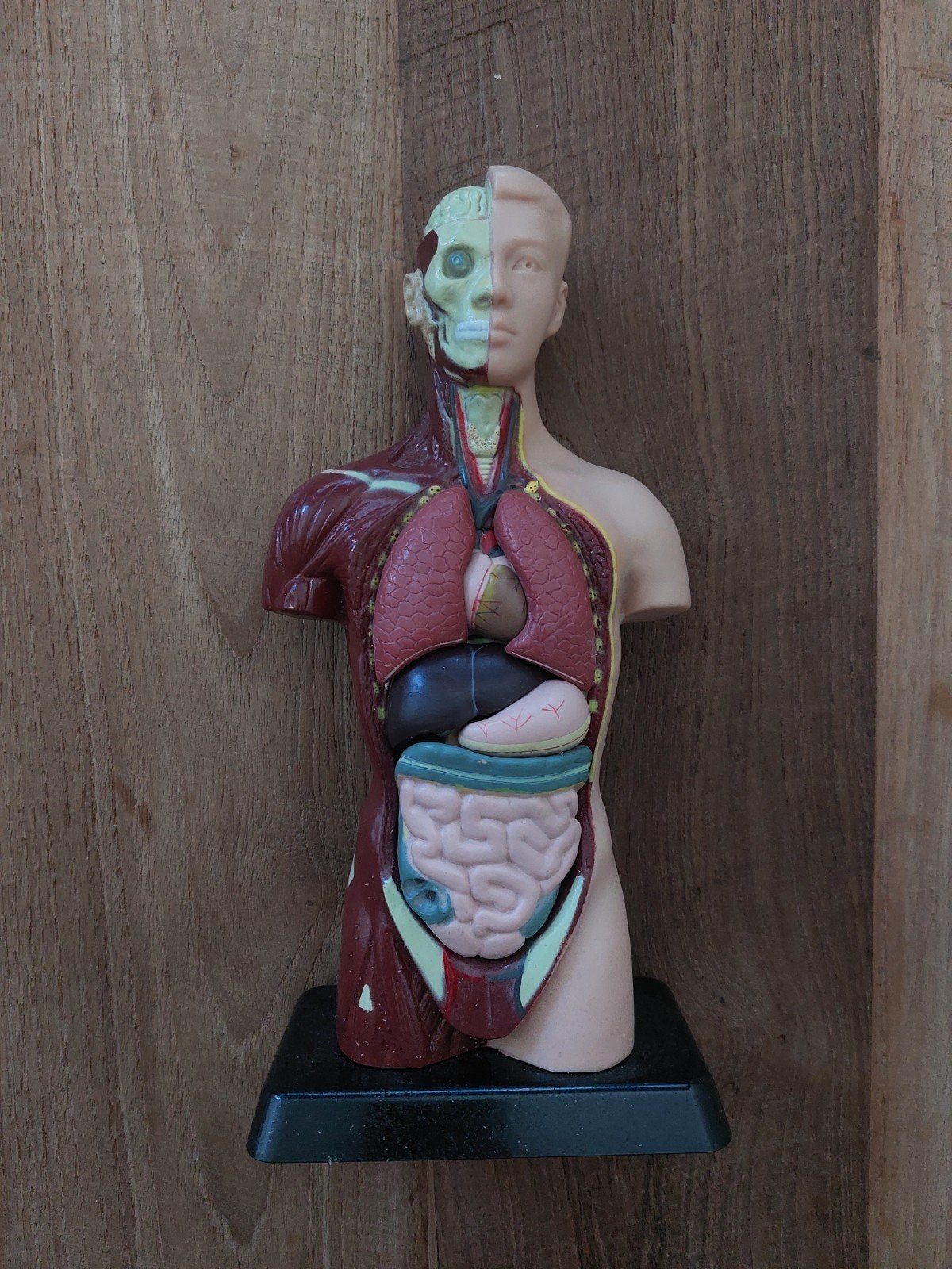 Anatomiemodel torso, Ophalen of Verzenden, Zo goed als nieuw, Mens