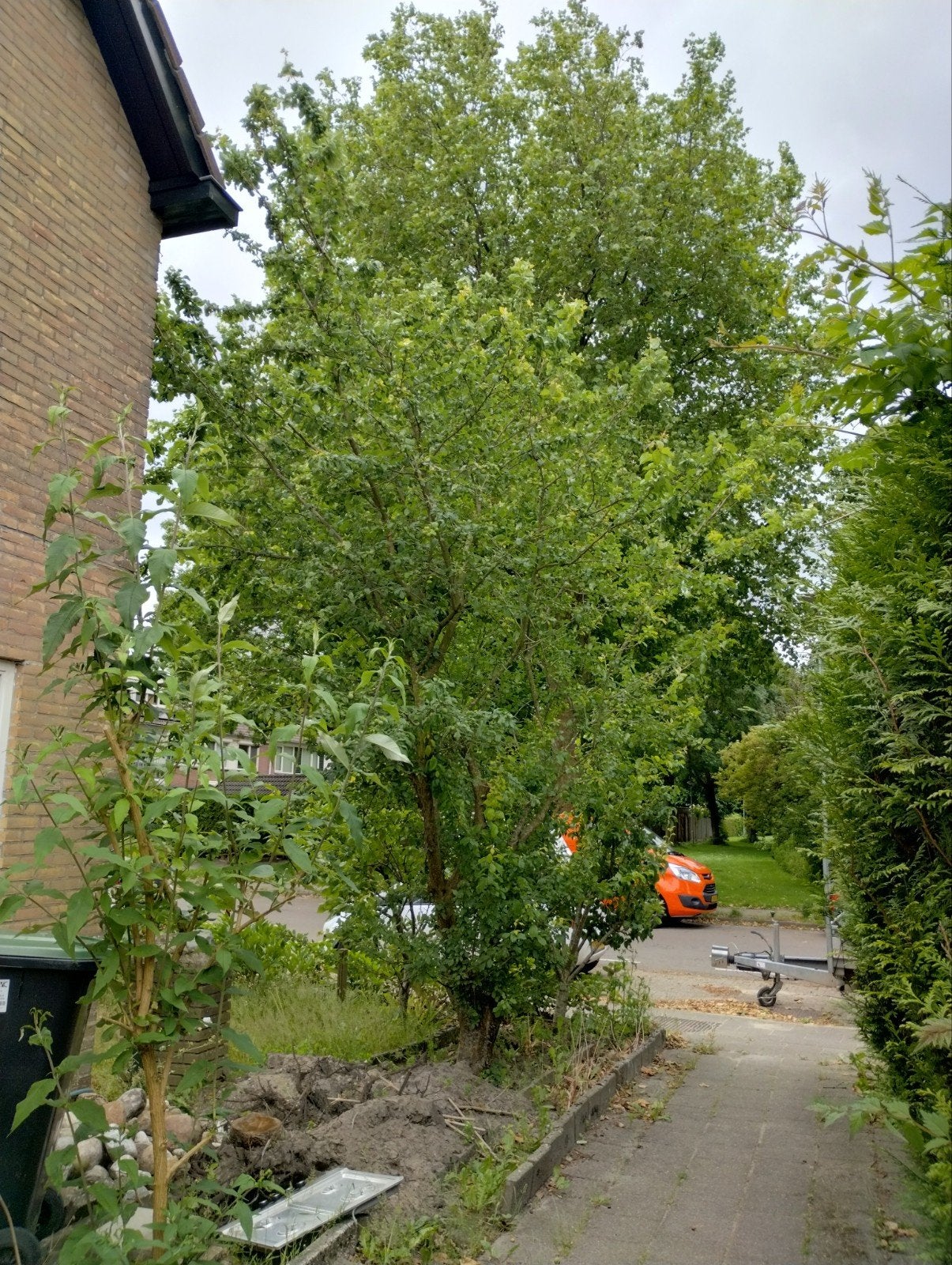 Pruimenboom, Tuin en Terras, Planten | Bomen, Ophalen of Verzenden, Volle zon, Overige soorten