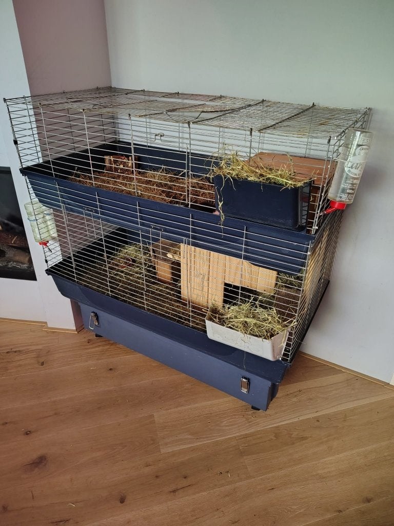 2 cavia's met kooien en toebehoren, Ophalen, Kooi, Gebruikt, 60 tot 90 cm