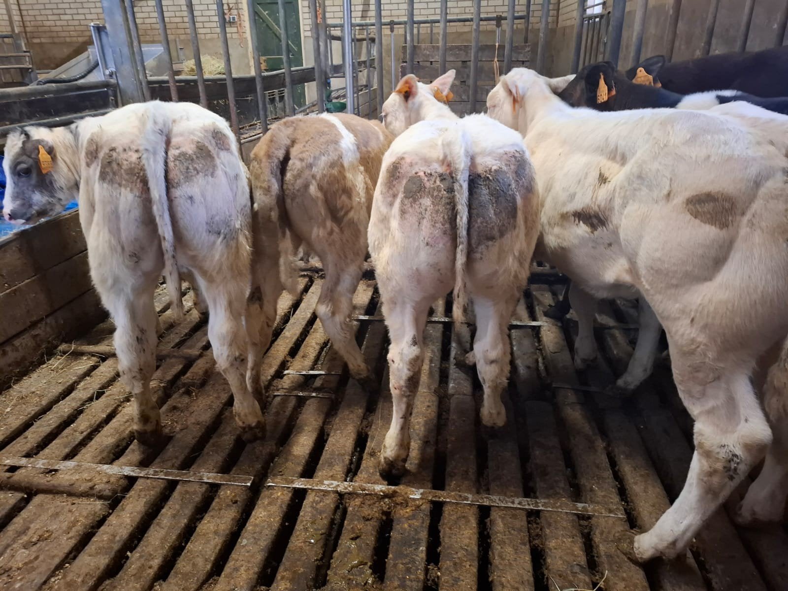 Dikbilvaarskalveren, Dieren en Toebehoren, Runderen, Meerdere dieren