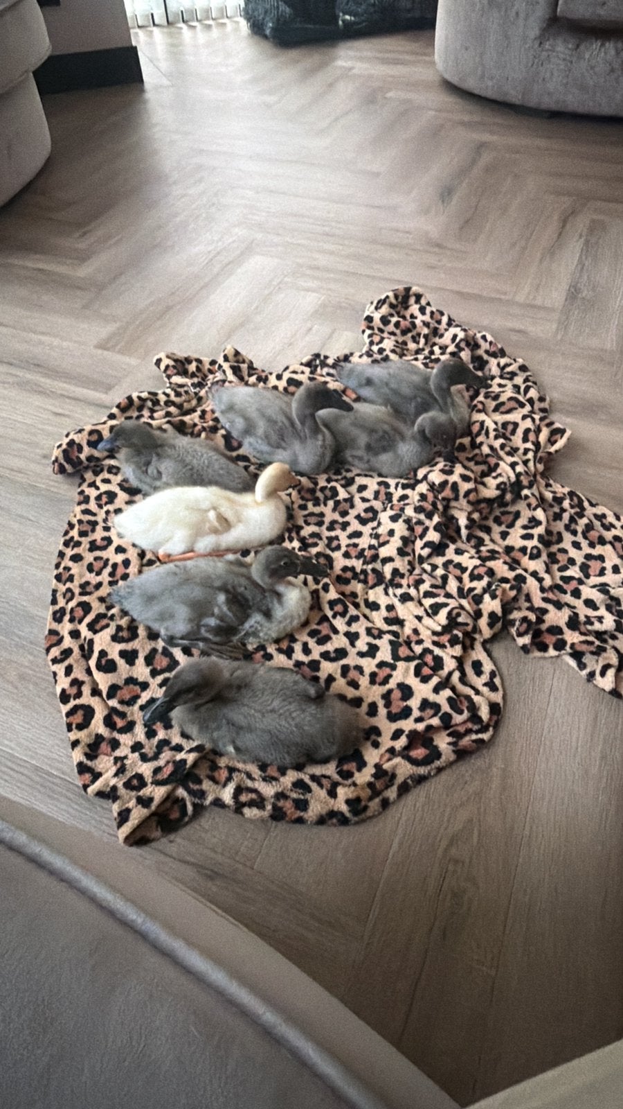 Indische loopeenden, Dieren en Toebehoren, Overige Dieren, Mei, Mannelijk